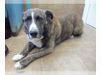 Australian Shepherd Mix DOG FOR ADOPTION RGADN-1219242 - Seth - Australian