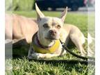 Australian Kelpie-Carolina Dog Mix DOG FOR ADOPTION RGADN-1219254 - Nyla -