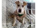 American Staffordshire Terrier DOG FOR ADOPTION RGADN-1219267 - Jingles -