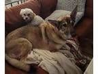 German Shepherd Dog DOG FOR ADOPTION RGADN-1219284 - Hannah Courtesy Post -