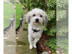 Poodle (Miniature) Mix DOG FOR ADOPTION RGADN-1219296 - PROOST - Poodle