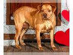 Beagle Mix DOG FOR ADOPTION RGADN-1219308 - ELAINE - Beagle / Mixed (medium