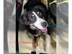 English Shepherd DOG FOR ADOPTION RGADN-1219325 - Champ *Adoption Pending* -