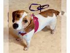 Beagle DOG FOR ADOPTION RGADN-1219326 - Mary Poppins - Beagle (short coat) Dog