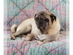 Pug DOG FOR ADOPTION RGADN-1219335 - 2024 - 2001 Tugg - Pug (short coat) Dog For