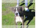 American Staffordshire Terrier DOG FOR ADOPTION RGADN-1219351 - Diamond C -