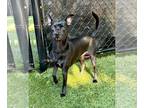 Chipin DOG FOR ADOPTION RGADN-1219378 - Dewey 286587 - Miniature Pinscher /