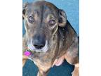 Adopt Phoenix a Black Mouth Cur, Hound