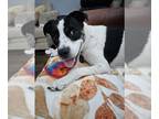 Boxer Mix DOG FOR ADOPTION RGADN-1219383 - Luna - Boxer / Terrier / Mixed Dog