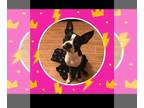 Boston Terrier DOG FOR ADOPTION RGADN-1219384 - Lola - Boston Terrier Dog For