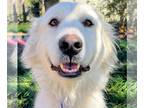 Great Pyrenees DOG FOR ADOPTION RGADN-1219385 - Opal - Great Pyrenees (long