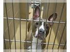 American French Bull Terrier DOG FOR ADOPTION RGADN-1219423 - SILVER BELLS - Pit