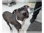 American Pit Bull Terrier-Plott Hound Mix DOG FOR ADOPTION RGADN-1219425 - JENNY