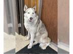 Siberian Husky DOG FOR ADOPTION RGADN-1219458 - DAKOTA - Siberian Husky (medium