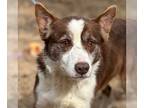 Australian Shepherd Mix DOG FOR ADOPTION RGADN-1219462 - Winston - Australian
