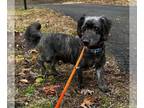 Dachshund Mix DOG FOR ADOPTION RGADN-1219463 - Dexter - Dachshund / Terrier /