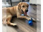 Labrador Retriever Mix DOG FOR ADOPTION RGADN-1219474 - Se Woong - Labrador