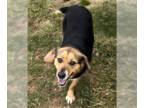 Beagle Mix DOG FOR ADOPTION RGADN-1219476 - Macy - Beagle / Mixed (short coat)