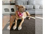 Carolina Dog-Labrador Retriever Mix DOG FOR ADOPTION RGADN-1219493 - Spartacus -