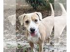 Beagle Mix DOG FOR ADOPTION RGADN-1219494 - Minnie - Beagle / Mixed (short coat)