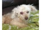 Poodle (Miniature) DOG FOR ADOPTION RGADN-1219508 - Mags TX - Poodle (Miniature)