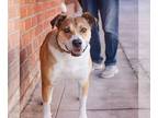 Beagle-Red Heeler Mix DOG FOR ADOPTION RGADN-1219531 - Spyro - Red Heeler /