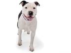 American Pit Bull Terrier DOG FOR ADOPTION RGADN-1219532 - Canyon - American Pit