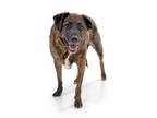 Catahoula Leopard Dog-Plott Hound Mix DOG FOR ADOPTION RGADN-1219534 - Katara -