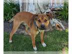 Australian Shepherd-Boxer Mix DOG FOR ADOPTION RGADN-1219540 - RYDER - Boxer /
