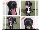 Boxador DOG FOR ADOPTION RGADN-1219575 - PABLO - Boxer / Labrador Retriever /