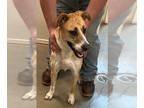 Labrador Retriever Mix DOG FOR ADOPTION RGADN-1219582 - Punky - Labrador
