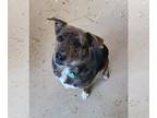 Labrador Retriever-Mountain Cur Mix DOG FOR ADOPTION RGADN-1219583 - Meatloaf -