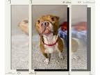 Boxer Mix DOG FOR ADOPTION RGADN-1219584 - Stewart - Boxer / Mixed (short coat)