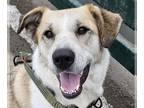 Great Pyrenees Mix DOG FOR ADOPTION RGADN-1219602 - Tucker - Great Pyrenees /