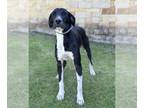 Great Dane DOG FOR ADOPTION RGADN-1219603 - Fallon - Great Dane (short coat) Dog