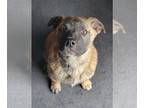 Mastiff DOG FOR ADOPTION RGADN-1219605 - Zorro (FTF Program - *Albany County