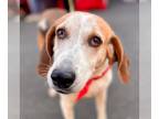 English Foxhound Mix DOG FOR ADOPTION RGADN-1219610 - Daisy - Foxhound / Terrier