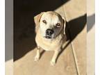 Beagle Mix DOG FOR ADOPTION RGADN-1219630 - BELLA #13 - Beagle / Yellow Labrador