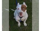 American Staffordshire Terrier Mix DOG FOR ADOPTION RGADN-1219631 - Blair -