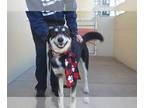 Huskies Mix DOG FOR ADOPTION RGADN-1219644 - Bormio (In Foster) - Husky /