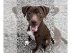 Pointer-Staffordshire Bull Terrier Mix DOG FOR ADOPTION RGADN-1219646 - CHIP -