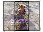 Chinese Shar-Pei Mix DOG FOR ADOPTION RGADN-1219656 - Vivian - Shar Pei / Mixed