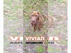 Chinese Shar-Pei Mix DOG FOR ADOPTION RGADN-1219656 - Vivian - Shar Pei / Mixed