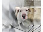 American Pit Bull Terrier Mix DOG FOR ADOPTION RGADN-1219660 - IDGIE - Pit Bull