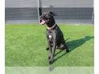Labrador Retriever-Plott Hound Mix DOG FOR ADOPTION RGADN-1219688 - LEO -
