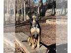 Coonhound DOG FOR ADOPTION RGADN-1219697 - Bandit - Coonhound Dog For Adoption