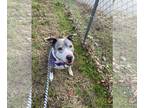 American Pit Bull Terrier Mix DOG FOR ADOPTION RGADN-1219698 - Sheba - Pit Bull