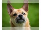 Pembroke Welsh Corgi Mix DOG FOR ADOPTION RGADN-1219720 - BAMPANG - Corgi /