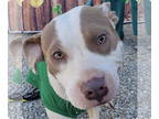 American Staffordshire Terrier DOG FOR ADOPTION RGADN-1219722 - Hip - American