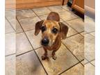 Dachshund DOG FOR ADOPTION RGADN-1219727 - Penny - Dachshund (short coat) Dog